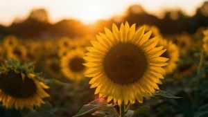 Sunflower Field Sunset