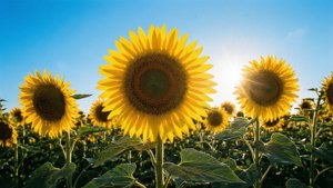 Sunflower Field Sunshine