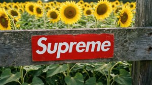 Sunflower Field Supreme