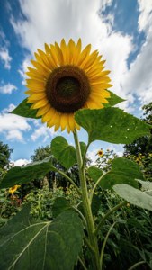 Sunflower Giant