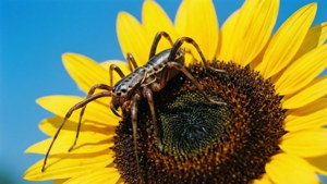 Sunflower Guest