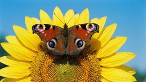Sunflower Guest