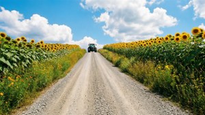 Sunflower Hill Road