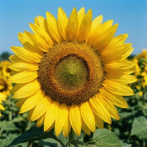 Sunflower Joy