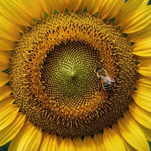 Sunflower Macro Detail