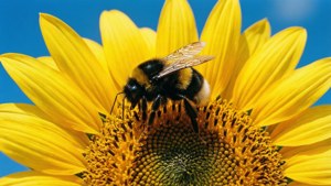 Sunflower Nectar Bumblebee