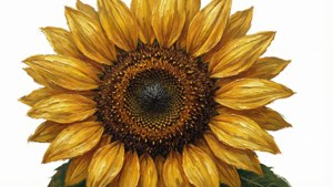 Sunflower Oil Painting