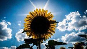 Sunflower Silhouette Sky