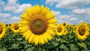 Sunflower Sky Dream