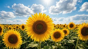 Sunflower Sky