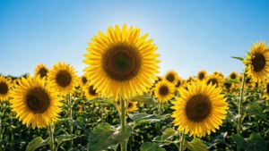 Sunflower Summer Day