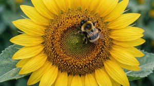 Sunflower with Bee
