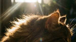 Sunlit Cat Fur