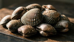 Sunlit Cockle Shell Pile