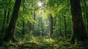 Sunlit Forest Canopy