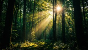 Sunlit Forest Depth