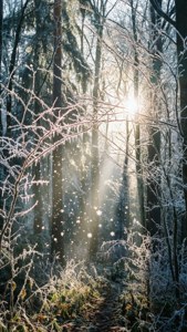 Sunlit Forest Frost
