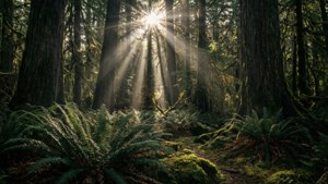 Sunlit Forest God Rays