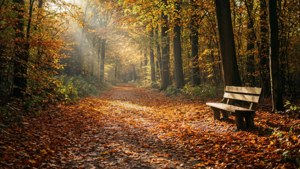 Sunlit Forest Path