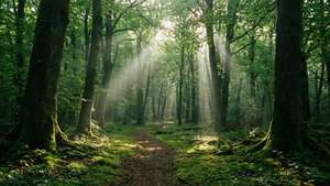 Sunlit Forest Path