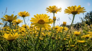 Sunlit Marguerite Meadow