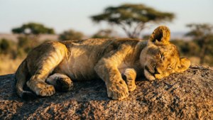 Sunlit Slumber