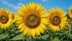 Sunny August Sunflowers