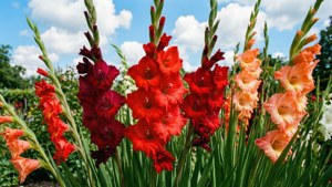 Sunny Gladiolus Garden