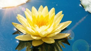Sunny Yellow Lily
