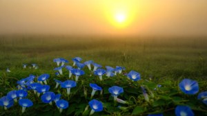 Sunrise Field Morning Glory