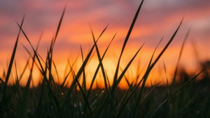 Sunrise Grass Silhouette