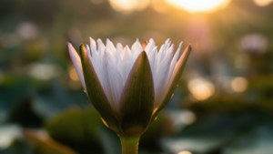 Sunrise Lily Bloom
