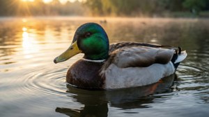 Sunrise Mallard Serenity