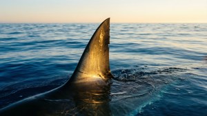 Sunrise Shark Fin