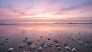 Sunrise Shells