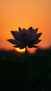 Sunrise Silhouette