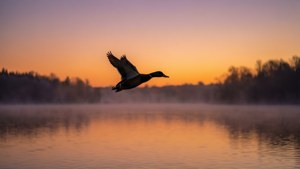 Sunrise Silhouette
