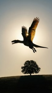 Sunrise Silhouette