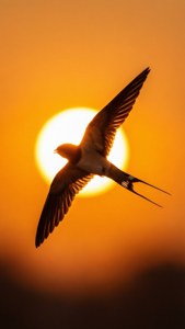 Sunrise Silhouette Swallow