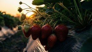 Sunrise Strawberry Harvest