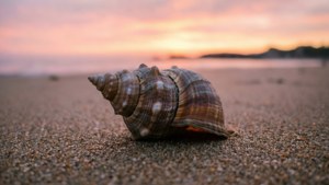 Sunrise Whelk on Sand