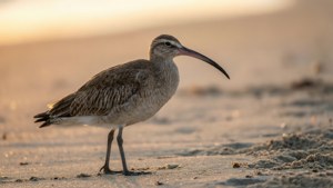 Sunrise Whimbrel on Shore