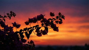 Sunset Bougainvillea Silhouette