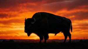 Sunset Buffalo Silhouette