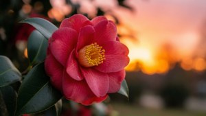 Sunset Camellia Glow