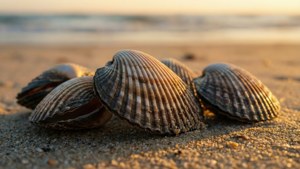 Sunset Cockle Shells