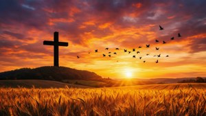 Sunset Cross Wheat
