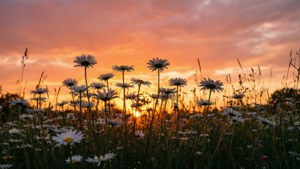 Sunset Daisy Meadow