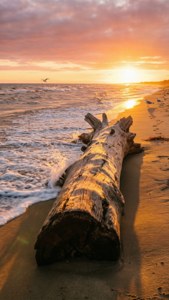 Sunset Driftwood Beach
