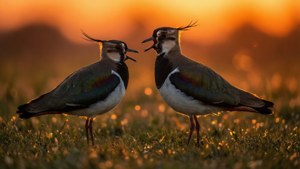 Sunset Duo